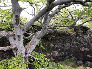 Beyki - Fagus sylvatica - Image 5
