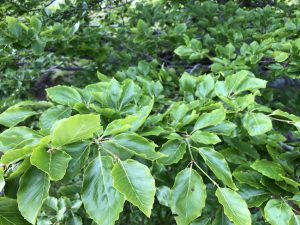 Beyki - Fagus sylvatica - Image 6