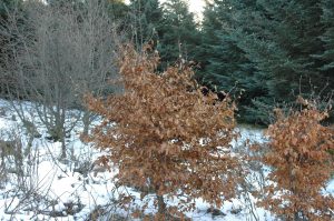 Beyki - Fagus sylvatica - Image 2