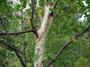 Birki / Ilmbjörk - Betula pubescens - Image 2