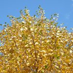 Birki / Ilmbjörk - Betula pubescens