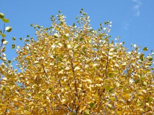 Birki / Ilmbjörk - Betula pubescens