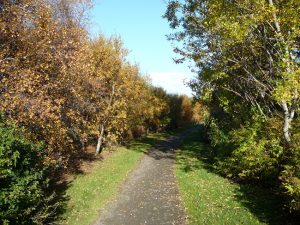 Birki / Ilmbjörk - Betula pubescens - Image 3