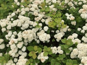 Birkikvistur - Spiraea betulifolia - Image 2