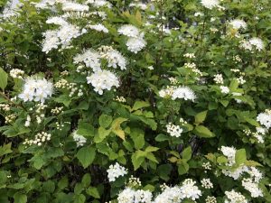 Bjarkeyjarkvistur - Spiraea chamaedryfolia - Image 3