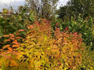 Bjarkeyjarkvistur - Spiraea chamaedryfolia - Image 2
