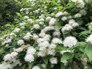 Bjarkeyjarkvistur - Spiraea chamaedryfolia