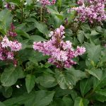 Bjarmasýrena 'Valkyrja' - Syringa wolfii 'Valkyrja'