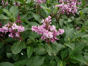 Bjarmasýrena 'Valkyrja' - Syringa wolfii 'Valkyrja'