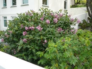 Bjarmasýrena 'Valkyrja' - Syringa wolfii 'Valkyrja' - Image 2