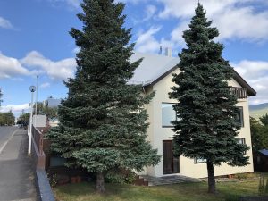 Blágreni - Picea engelmannii - Image 2