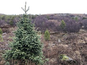 Blágreni - Picea engelmannii - Image 3