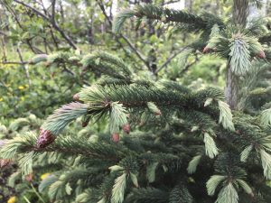 Blágreni - Picea engelmannii - Image 5