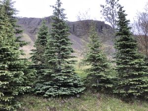 Blágreni - Picea engelmannii - Image 4