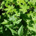 Blárifs 'Perla' - Ribes bracteosum 'Perla'