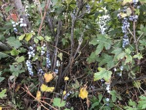 Blárifs 'Perla' - Ribes bracteosum 'Perla' - Image 3