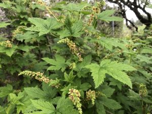 Blárifs 'Perla' - Ribes bracteosum 'Perla' - Image 2