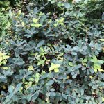 Blátoppur 'Þokki' - Lonicera caerulea 'Þokki'