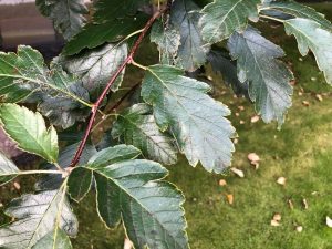 Silfurreynir - Sorbus intermedia - Image 3