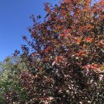 Blóðheggur 'Colorata' - Prunus padus 'Colorata'