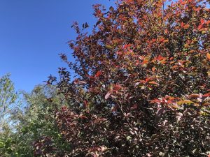 Blóðheggur 'Colorata' - Prunus padus 'Colorata'