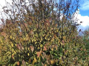 Blóðheggur 'Colorata' - Prunus padus 'Colorata' - Image 4