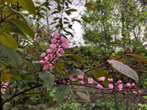 Blóðheggur 'Colorata' - Prunus padus 'Colorata' - Image 3