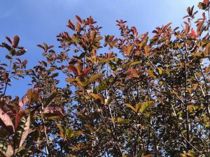 Blóðheggur 'Colorata' - Prunus padus 'Colorata' - Image 5