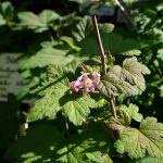 Blóðrifs 'Færeyjar' - Ribes sanguineum 'Færeyjar'