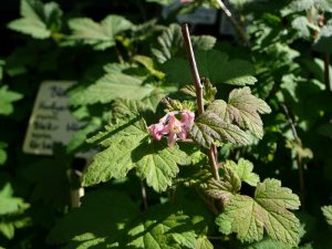 Blóðrifs 'Færeyjar' - Ribes sanguineum 'Færeyjar'