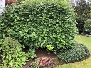 Blóðrifs 'Færeyjar' - Ribes sanguineum 'Færeyjar' - Image 3