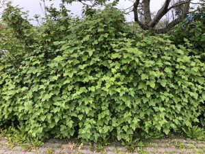 Blóðrifs 'Færeyjar' - Ribes sanguineum 'Færeyjar' - Image 2