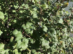 Blóðrifs 'Svanur' - Ribes sanguineum 'Svanur' - Image 3