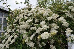 Bogkvistur - Spiraea veitchii - Kristinn Guðsteinsson - Image 2