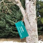 Bolvíðir - Salix udensis - Ivashka, Kamsjatka