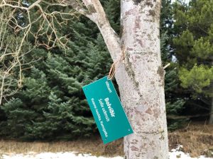 Bolvíðir - Salix udensis - Ivashka, Kamsjatka