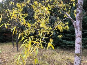 Bolvíðir - Salix udensis - Ivashka, Kamsjatka - Image 2