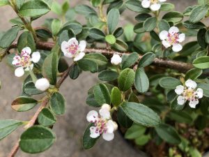 Breiðumispill / Hrísmispill 'Skogholm' - Cotoneaster x suecicus 'Skogholm' - Image 3