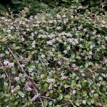 Breiðumispill / Hrísmispill 'Skogholm' - Cotoneaster x suecicus 'Skogholm'