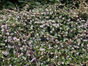 Breiðumispill / Hrísmispill 'Skogholm' - Cotoneaster x suecicus 'Skogholm'