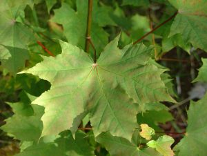 Broddhlynur - Acer platanoides - Image 2