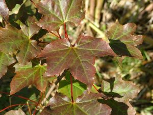 Broddhlynur - Acer platanoides - Image 3