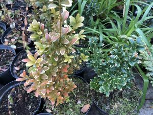 Fagurlim / Búxus - Buxus sempervirens - Image 4