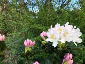Lyngrós 'Cunningham's White' - Rhododendron 'Cunningham's White' - Image 2