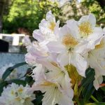Lyngrós 'Cunningham's White' - Rhododendron 'Cunningham's White'