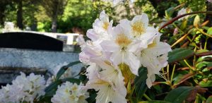 Lyngrós 'Cunningham's White' - Rhododendron 'Cunningham's White'