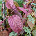 Kattarflétta - Actinidia kolomikta - kk