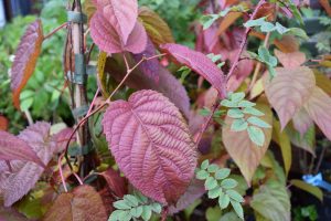 Kattarflétta - Actinidia kolomikta - kk