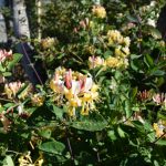 Skógartoppur 'Belgica' - Lonicera periclymenum 'Belgica'