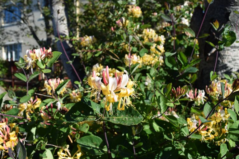 Vivai Le Georgiche - Lonicera Periclymenum Belgica Vera Pianta In Vaso 15 Cm, Altezza 40-60 Cm